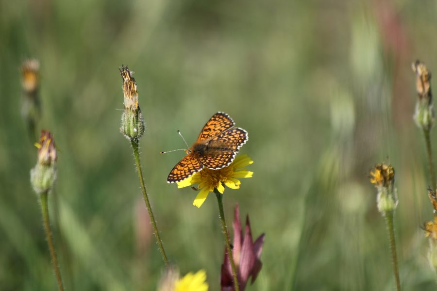 Melitaea cinxia?